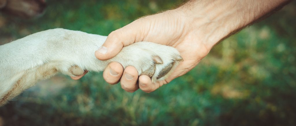 Psychics With Jobs - Pet Psychics - The Psychic School