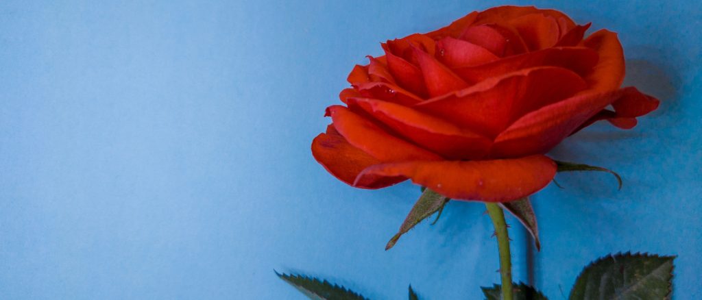 The Psychic Toolbox - The Rose - The Psychic School