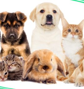 Psychic Abilities Workshop - Animal Communication and Healing